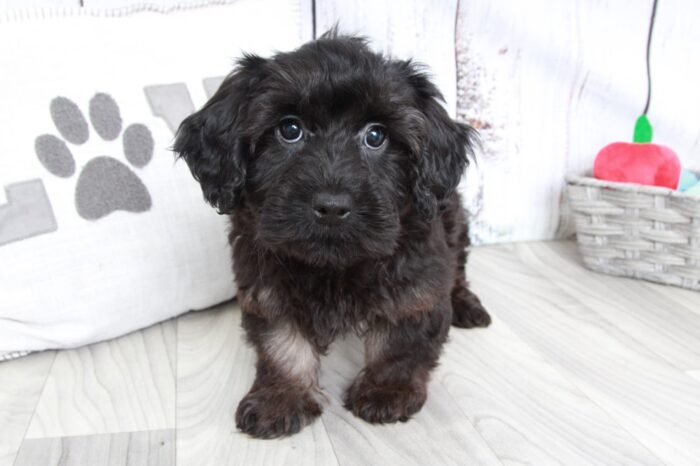 Wakanda - Black Female Yorkipoo Puppy - Image 4