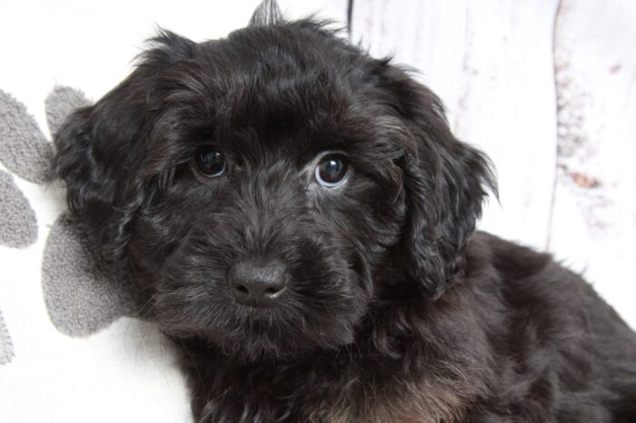 Wakanda - Black Female Yorkipoo Puppy - Image 3