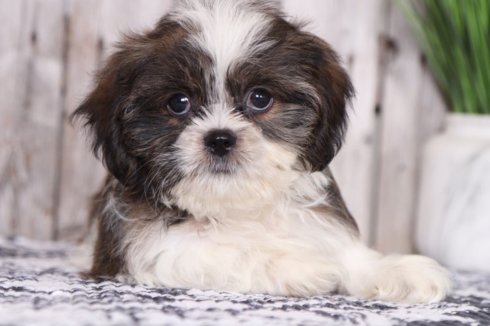 Wally - Perfect Shih Tzu Puppy - Puppies Online