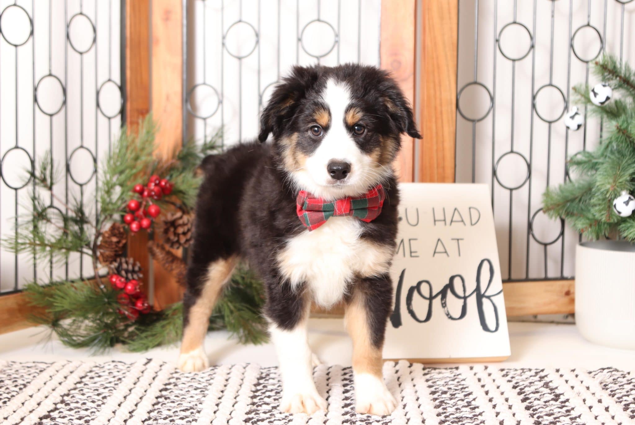 Walnut - Loving Male ACA Tri-Colored Mini Aussie Puppy