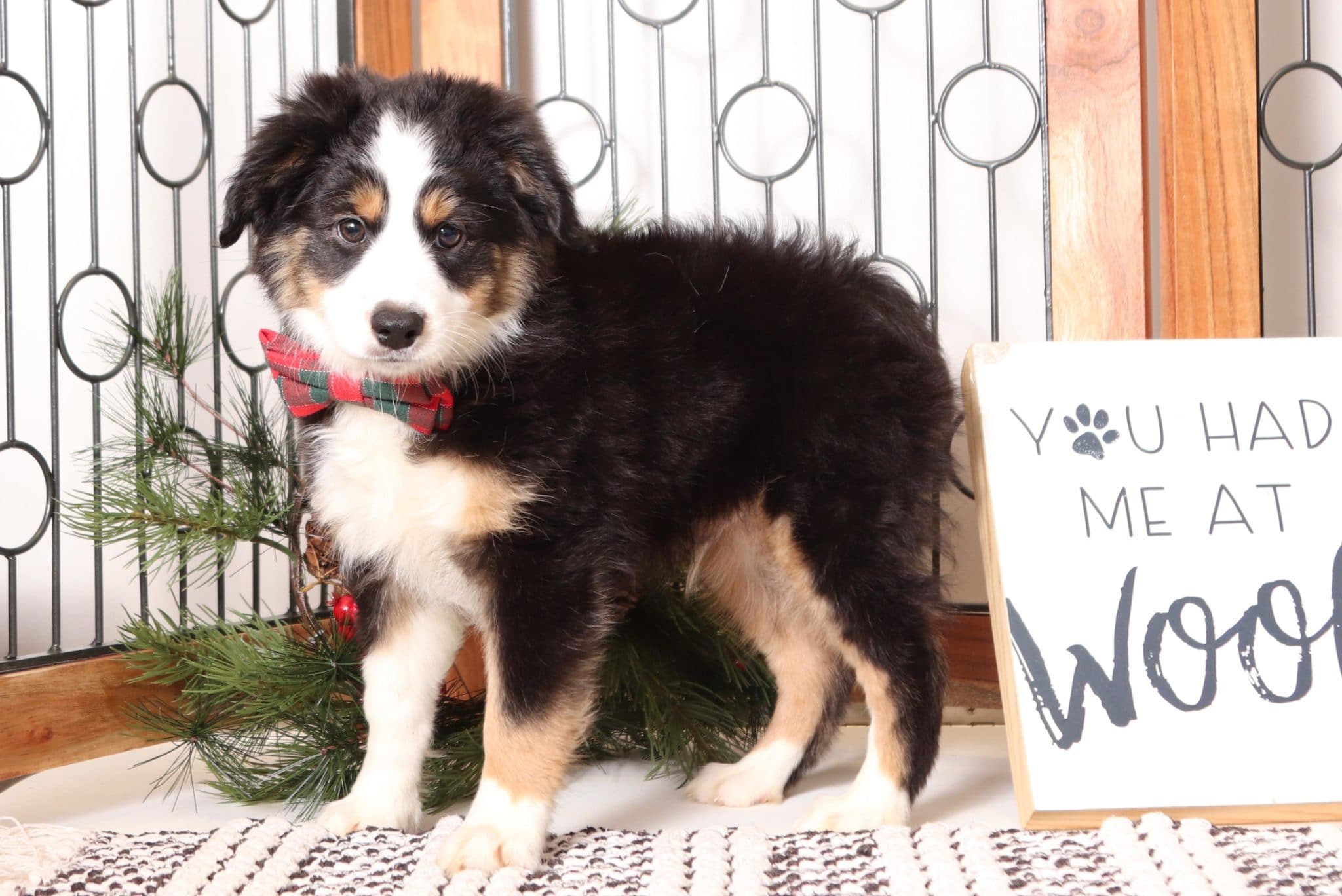 Walnut - Loving Male ACA Tri-Colored Mini Aussie Puppy - Image 3