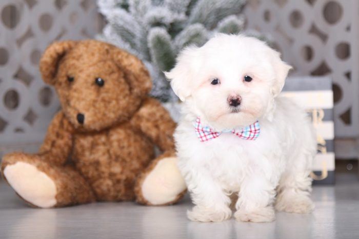 Walter - Darling Maltese