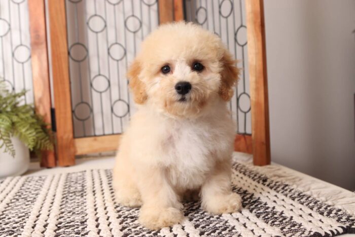 Walter- Lovable Little Male Poochon Puppy