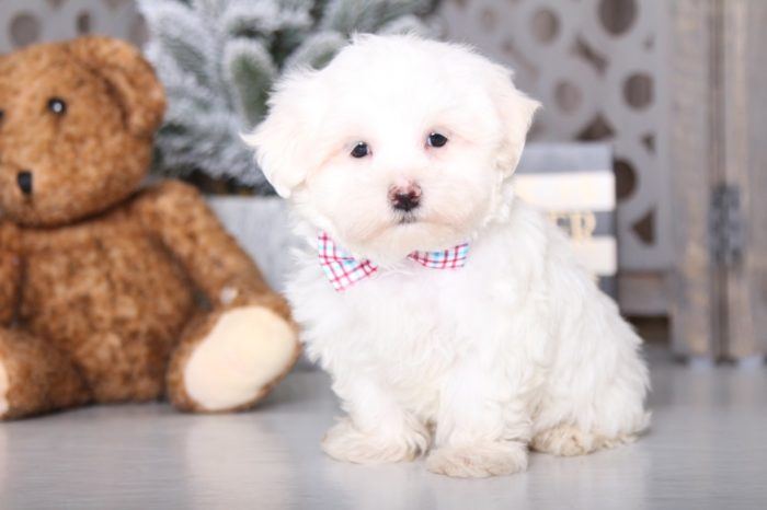 Walter - Darling Maltese - Image 3