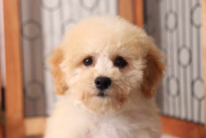 Walter- Lovable Little Male Poochon Puppy - Image 2