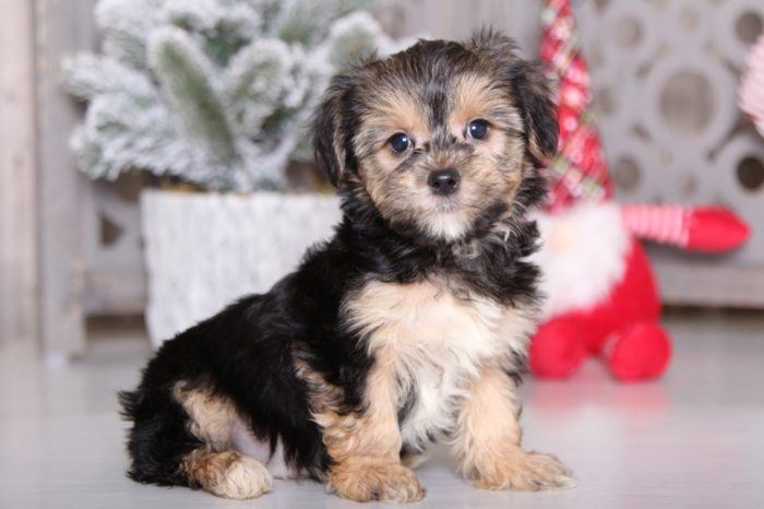 Walter - Cool Morkie - Image 2