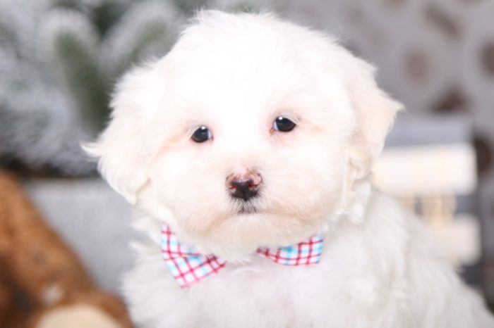 Walter - Darling Maltese - Image 4
