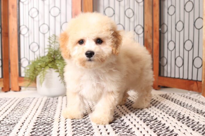 Walter- Lovable Little Male Poochon Puppy - Image 3