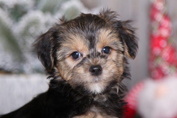 Walter - Cool Morkie - Image 3
