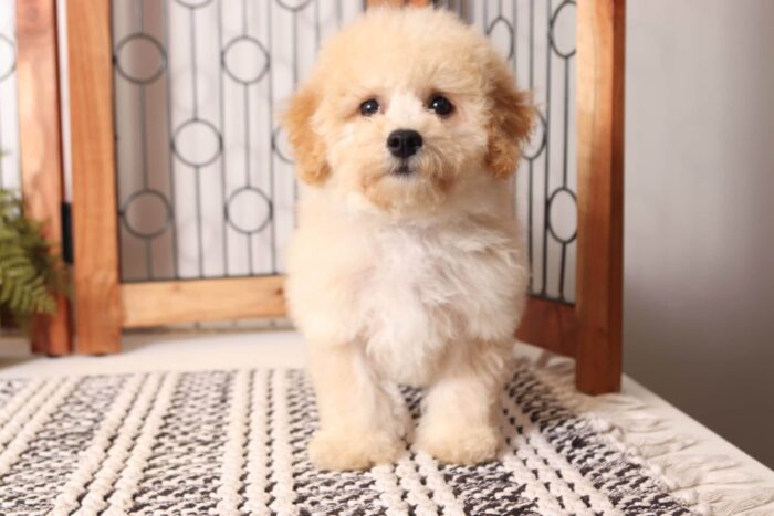 Walter- Lovable Little Male Poochon Puppy - Image 4