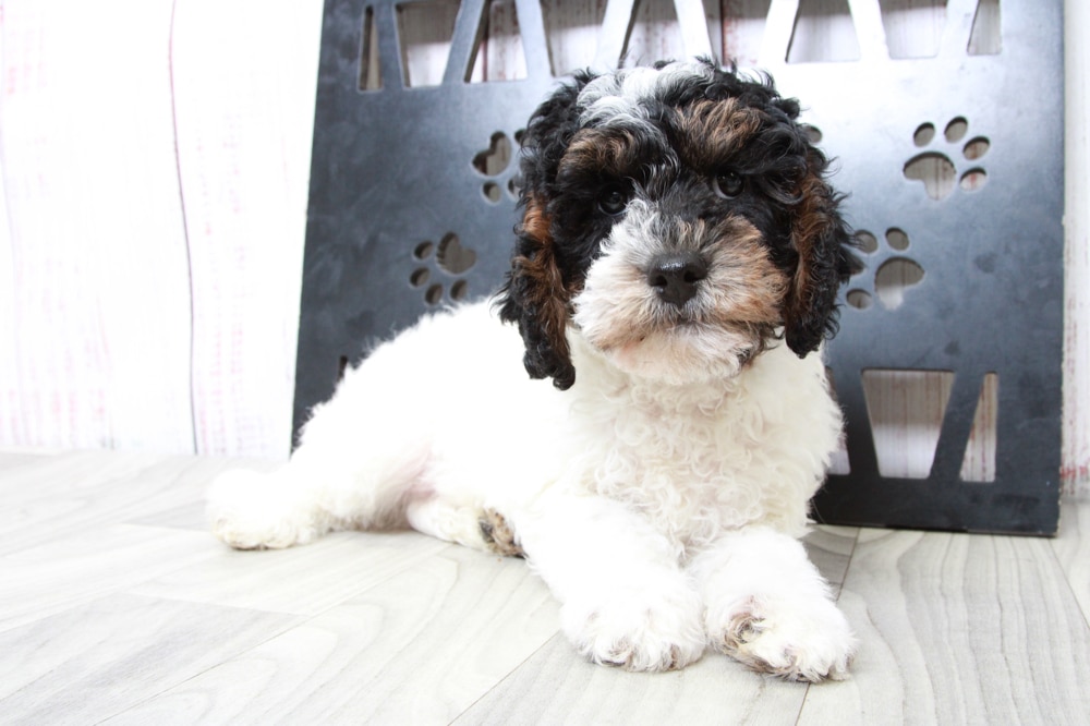 Wasabi- Splendid Tri Male Cavapoo Puppy