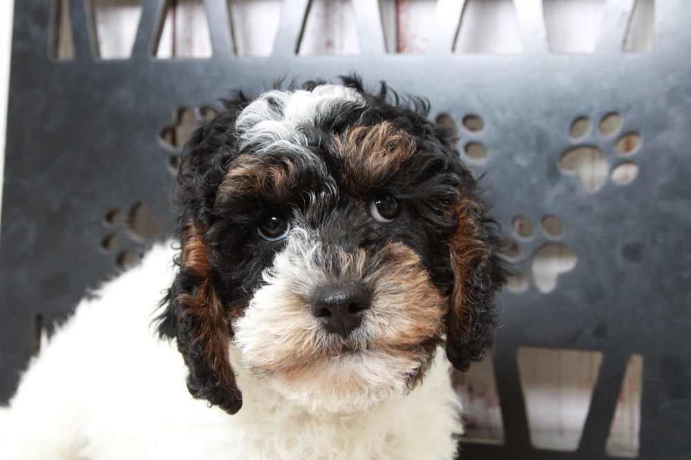Wasabi- Splendid Tri Male Cavapoo Puppy - Image 5