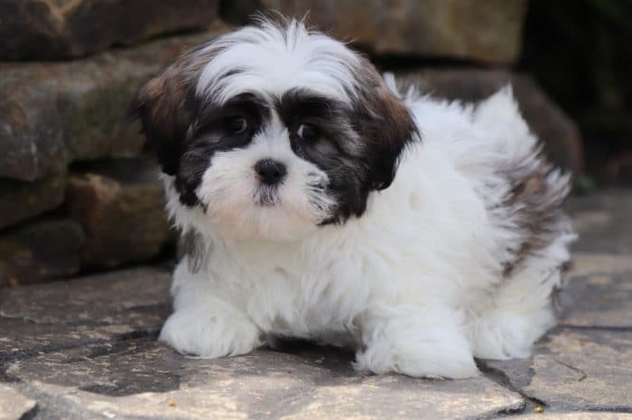 Watson - Friendly Malshi Puppy