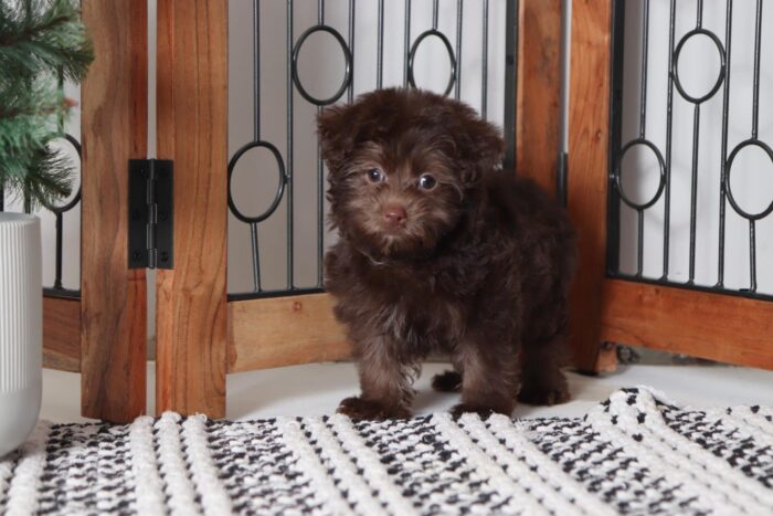Watson - Perfect Little Male Yorkie-Poo Puppy