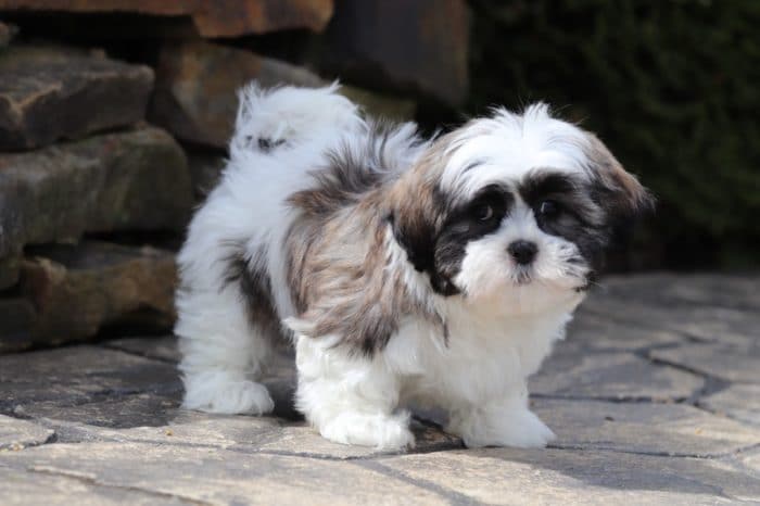 Watson - Friendly Malshi Puppy - Image 2