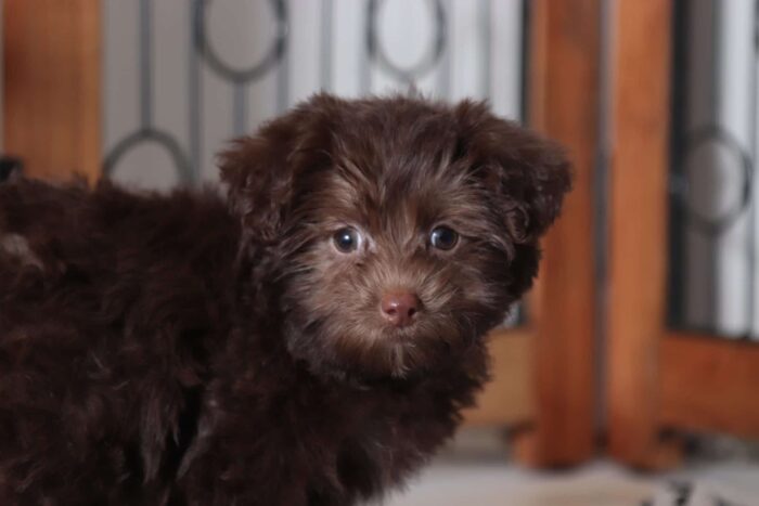 Watson - Perfect Little Male Yorkie-Poo Puppy - Image 2