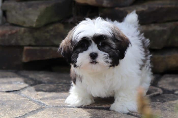Watson - Friendly Malshi Puppy - Image 3