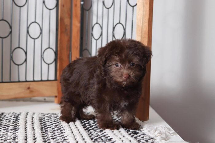 Watson - Perfect Little Male Yorkie-Poo Puppy - Image 3