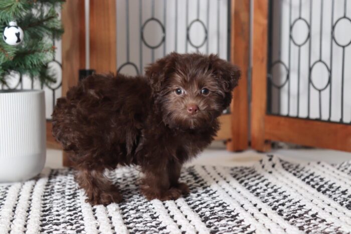 Watson - Perfect Little Male Yorkie-Poo Puppy - Image 4
