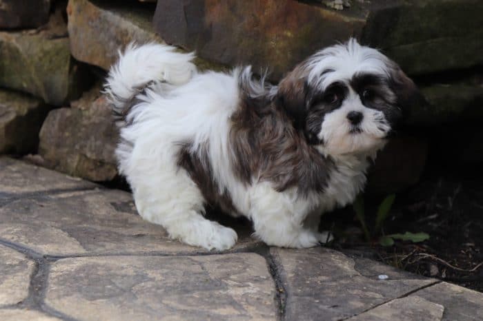 Watson - Friendly Malshi Puppy - Image 4