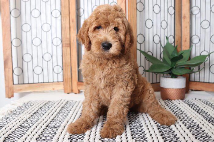 Waverly - Wonderful Male F1B Goldendoodle Puppy