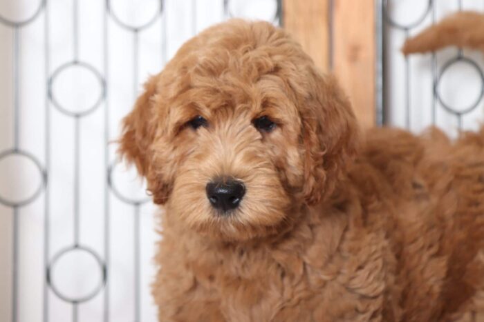 Waverly - Wonderful Male F1B Goldendoodle Puppy - Image 2