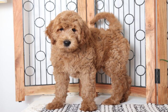 Waverly - Wonderful Male F1B Goldendoodle Puppy - Image 4