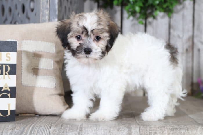 Webster- Terrific Havanese