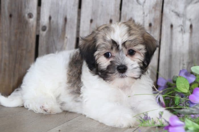 Webster- Terrific Havanese - Image 2