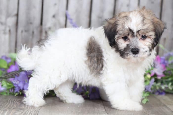 Webster- Terrific Havanese - Image 3