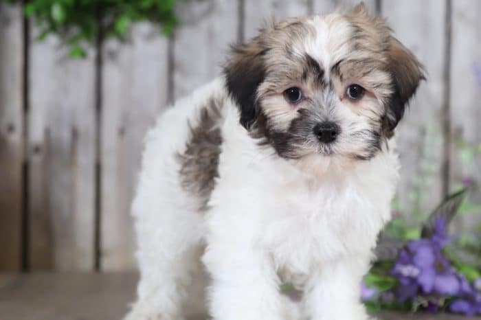 Webster- Terrific Havanese - Image 4