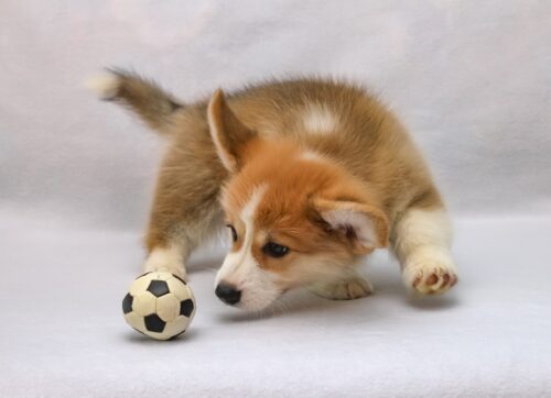 Corgi