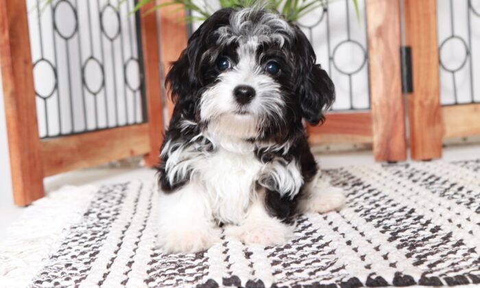 Wendy - Great Little White/Black Female ACA Havanese Puppy