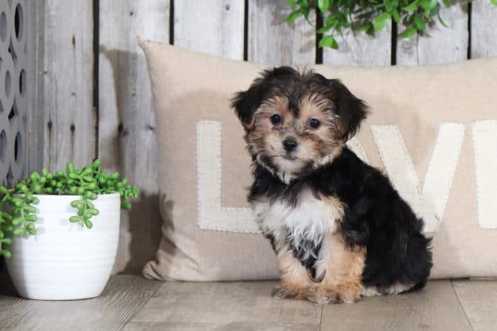 Wendy - Darling Yorkie Chon - Image 4