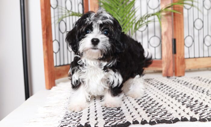 Wendy - Great Little White/Black Female ACA Havanese Puppy - Image 2