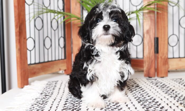Wendy - Great Little White/Black Female ACA Havanese Puppy - Image 3