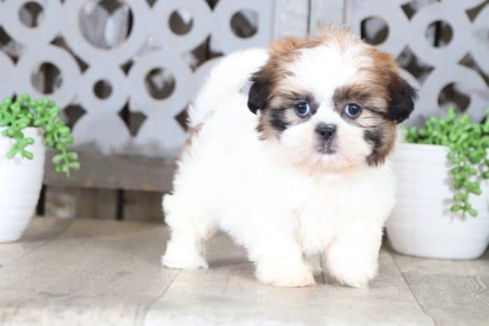 Wildflower - Adorable Shih Tzu