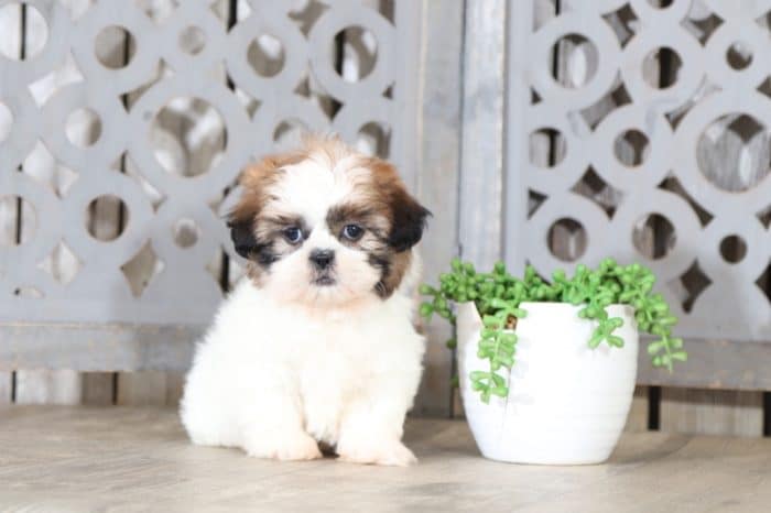 Wildflower - Adorable Shih Tzu - Image 3