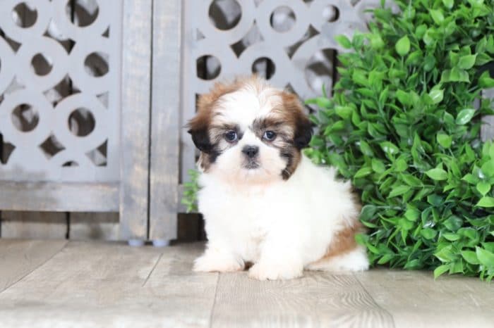 Wildflower - Adorable Shih Tzu - Image 5