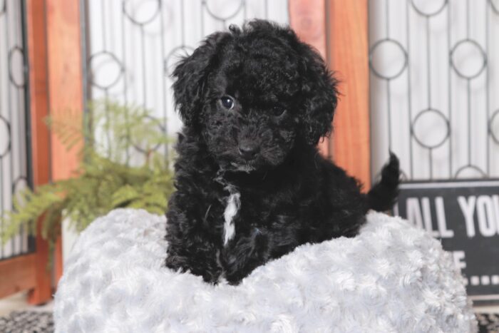 Will - Lovable Little Male Poodle Puppy