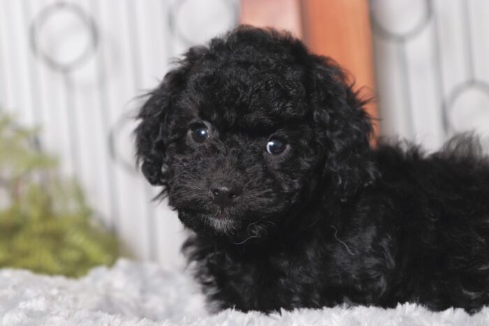 Will - Lovable Little Male Poodle Puppy - Image 2