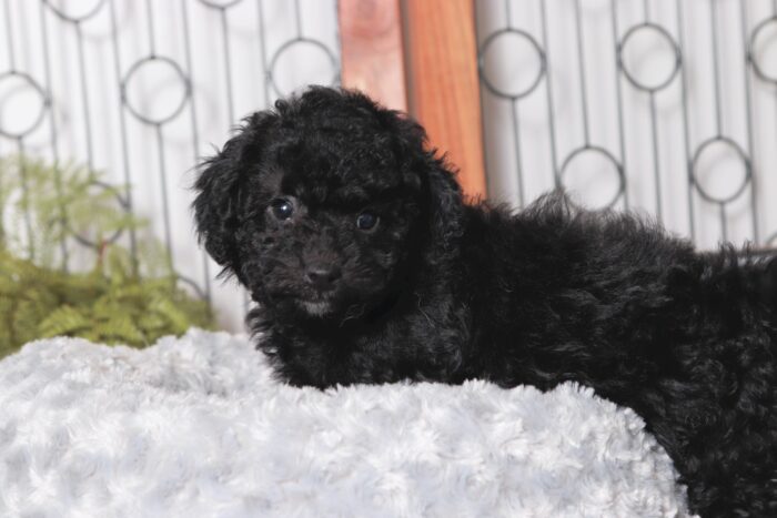 Will - Lovable Little Male Poodle Puppy - Image 3