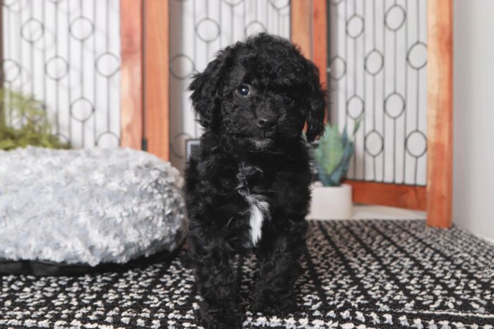 Will - Lovable Little Male Poodle Puppy - Image 4