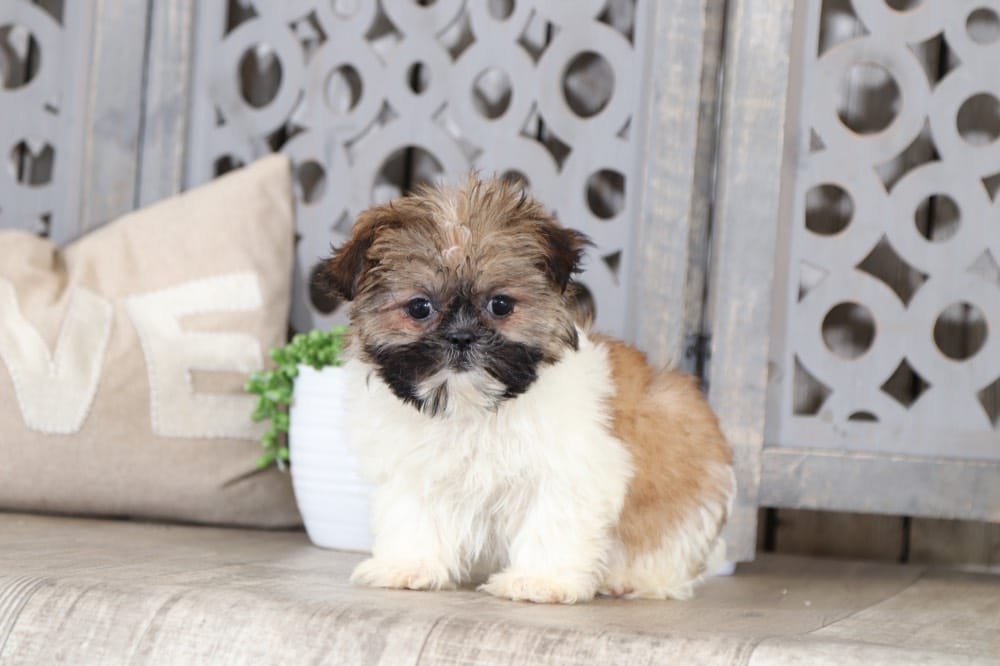 Willa - Imperial Darling Shih Tzu - Image 4