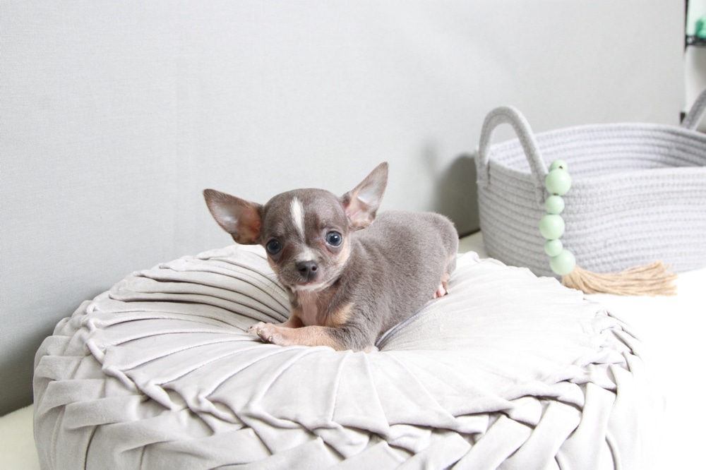William - Loving Blue Tri Male Chihuahua Puppy