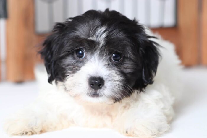 William - Loving Little Male Mal-Shi Puppy - Image 2