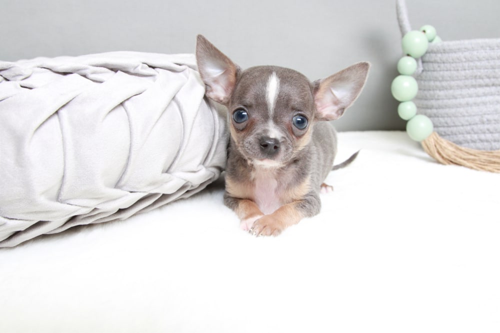 Teacup Chihuahua Long Lilac Chihuahua Puppies For Sale Chihuahua