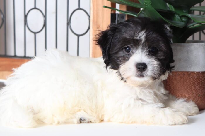 William - Loving Little Male Mal-Shi Puppy