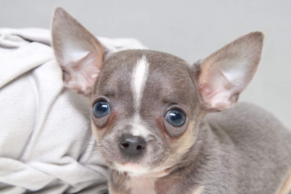 William - Loving Blue Tri Male Chihuahua Puppy - Image 6