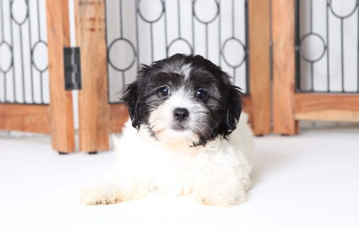 William - Loving Little Male Mal-Shi Puppy - Image 3